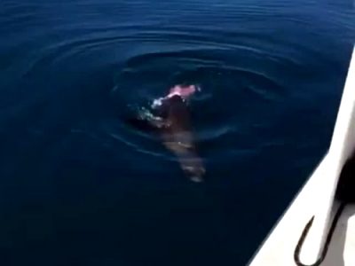 Sea Lion Still Alive After Being Bitten In Half By A Shark – ]