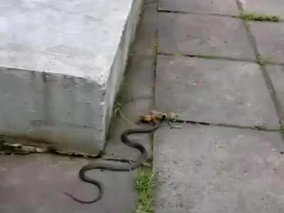 Snake Eats A Frogs Legs So It Can’t Escape.